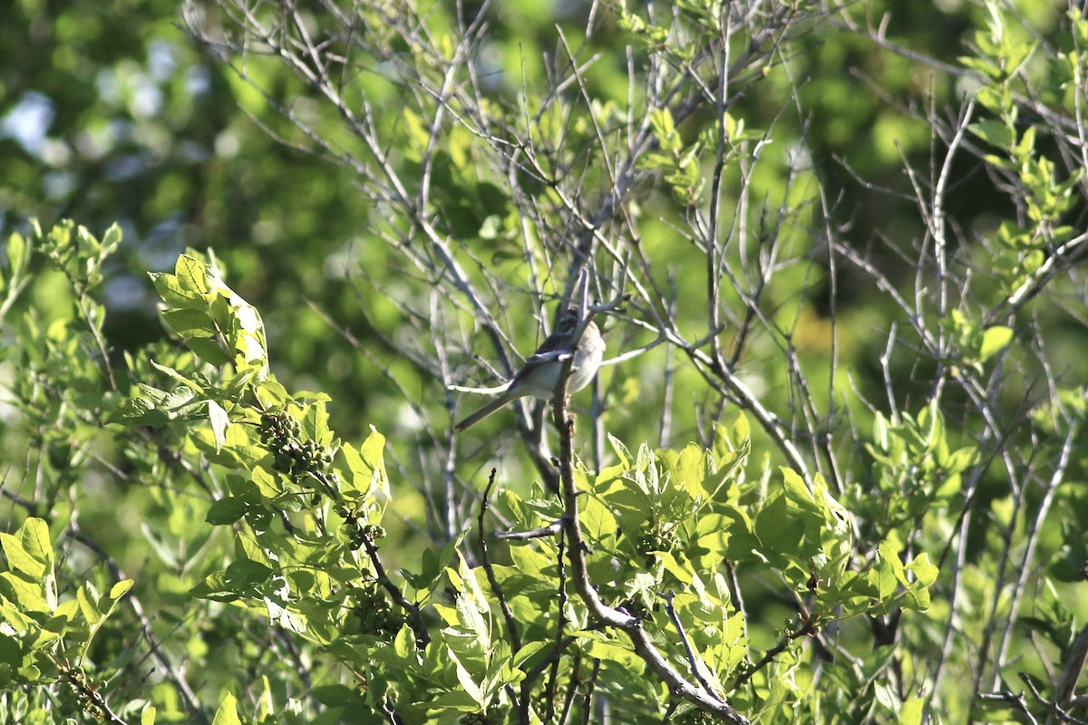 Clay-colored Sparrow - Max Epstein