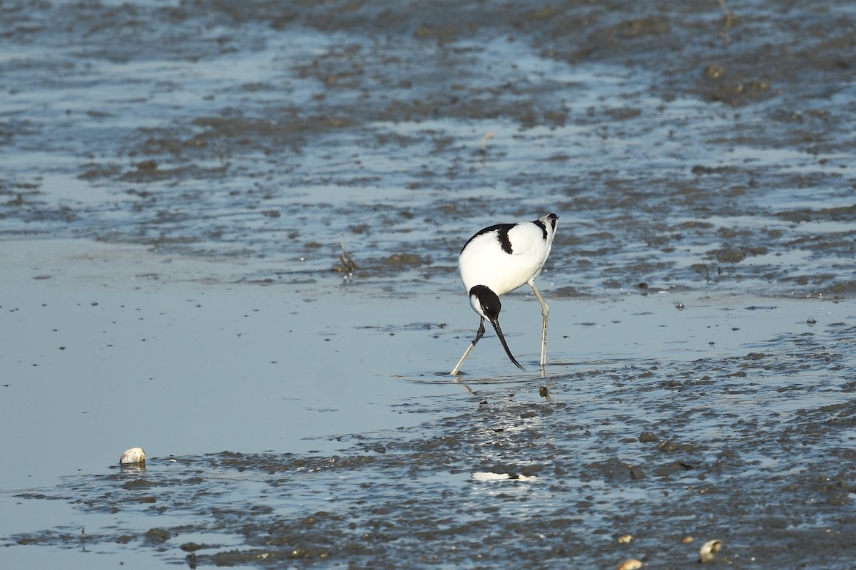 Pied Avocet - Zhao-Hui(釗輝) LIN(林)