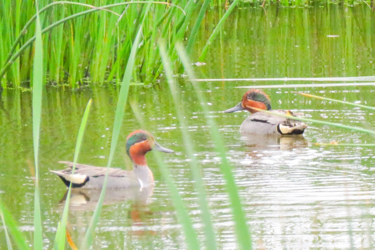 Green-winged Teal - ML461780751