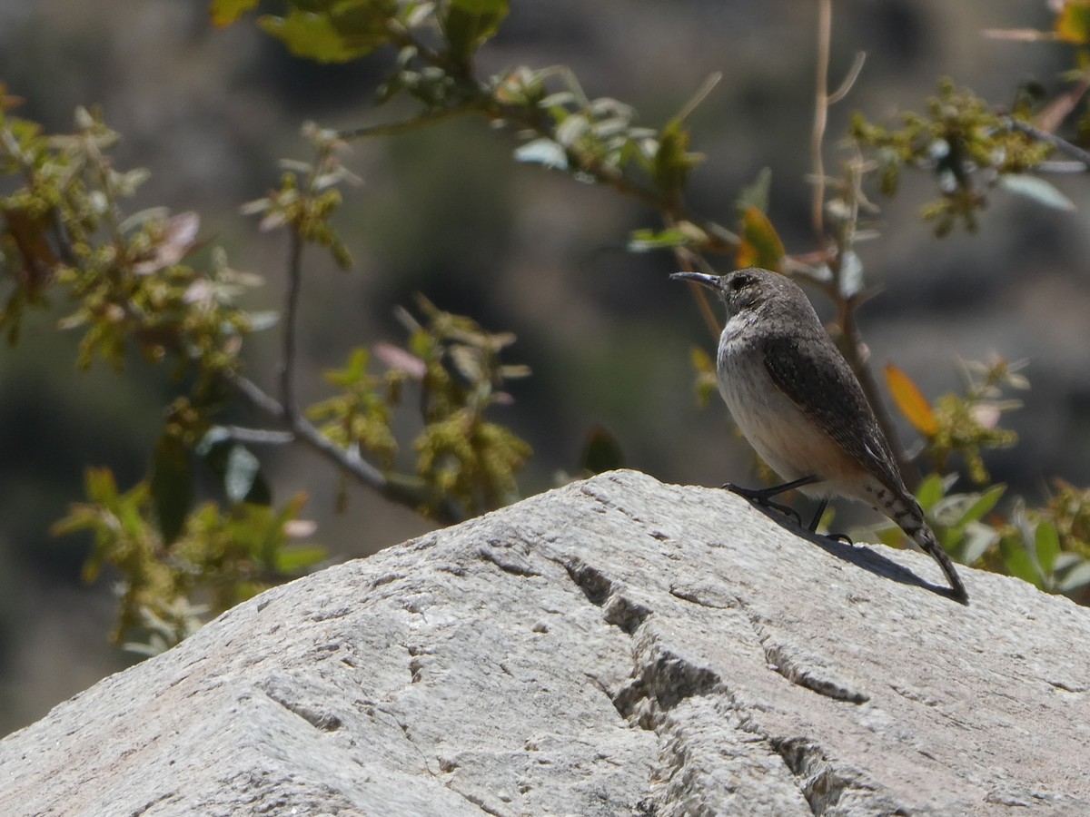 Rock Wren - ML461781311