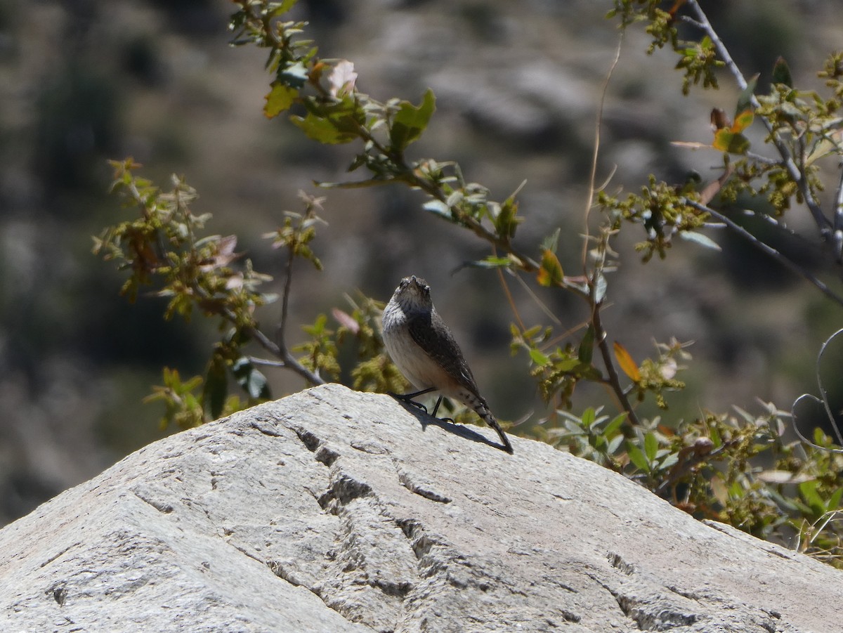 Rock Wren - ML461781321