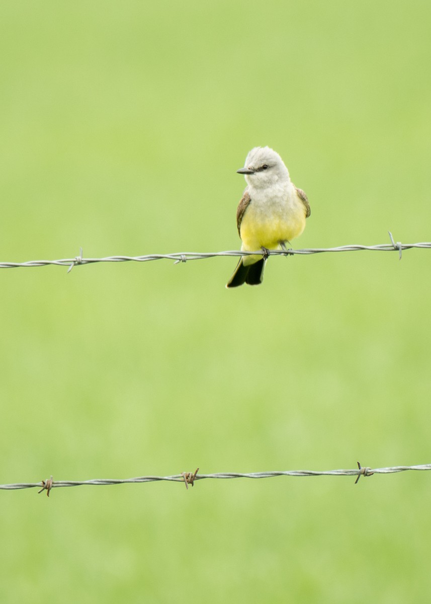 Western Kingbird - ML461782071