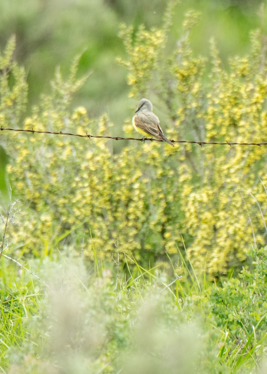 Western Kingbird - Ernest Rowley