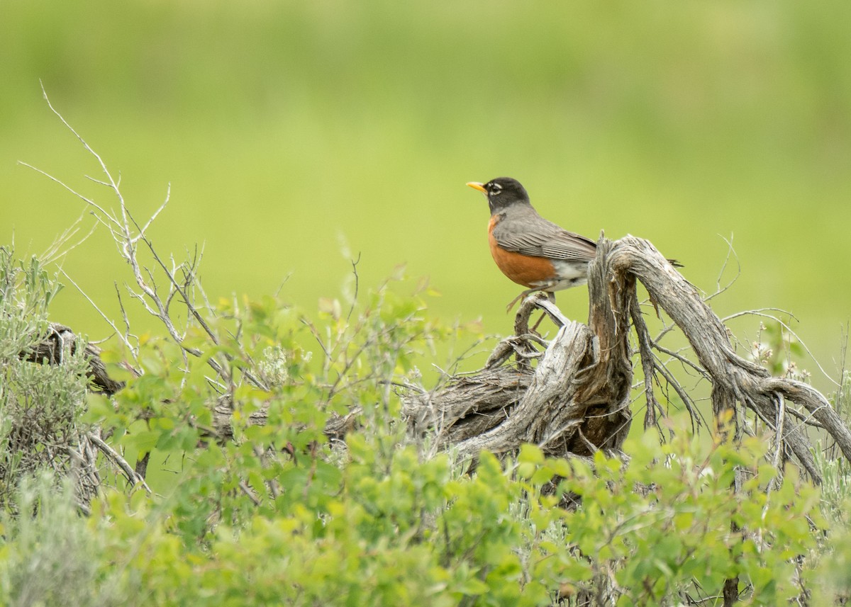 American Robin - ML461782251