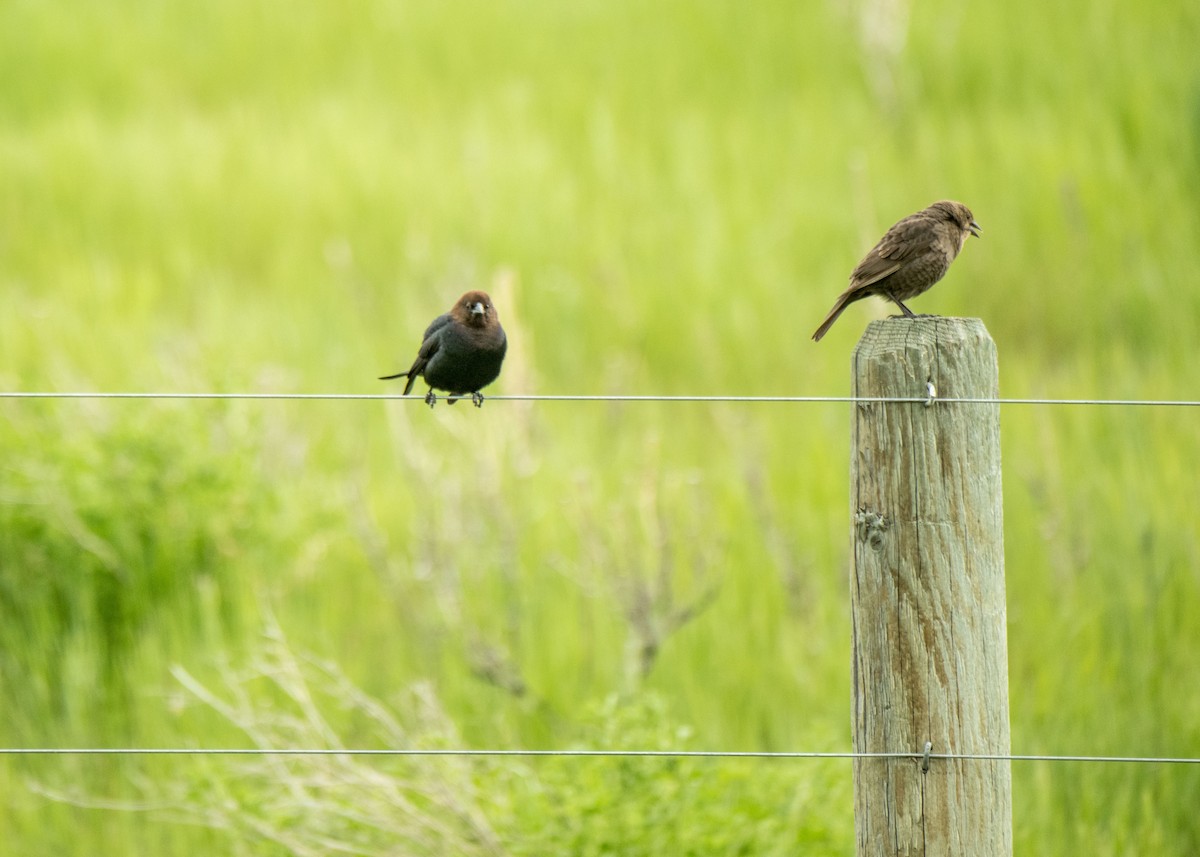 Brown-headed Cowbird - Ernest Rowley