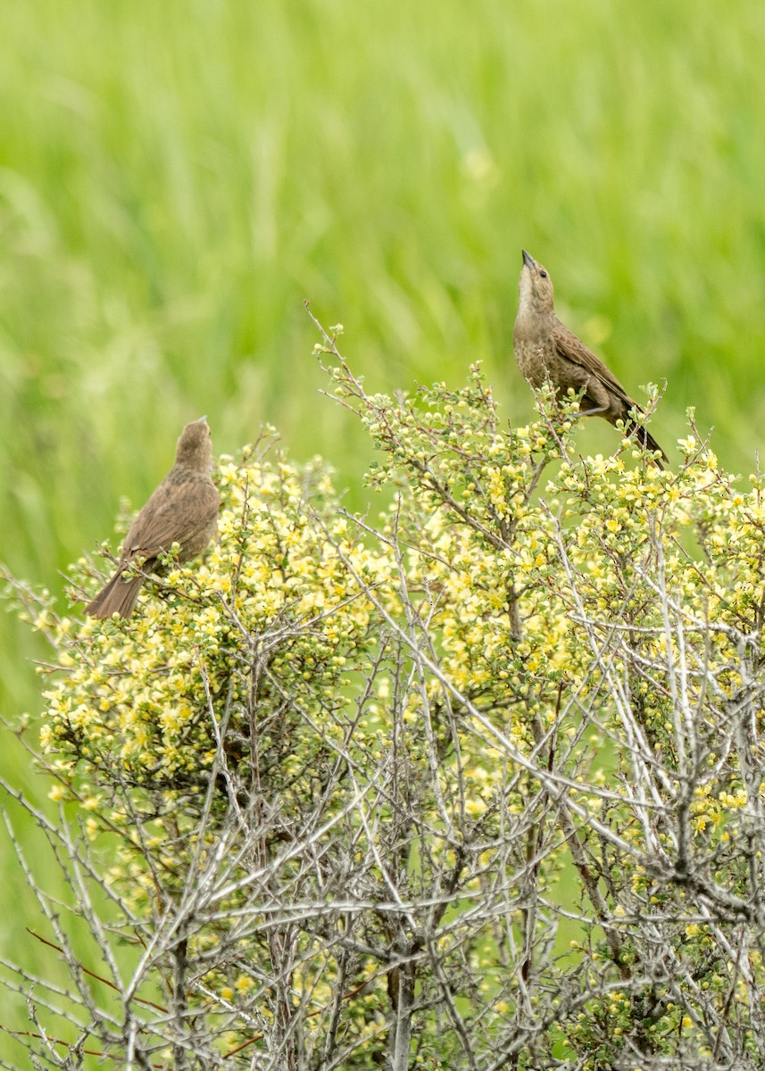 Brown-headed Cowbird - Ernest Rowley