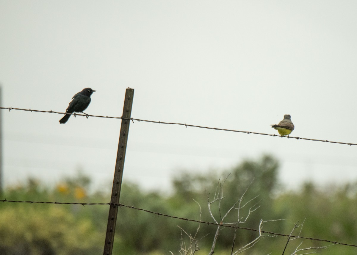 Brown-headed Cowbird - Ernest Rowley