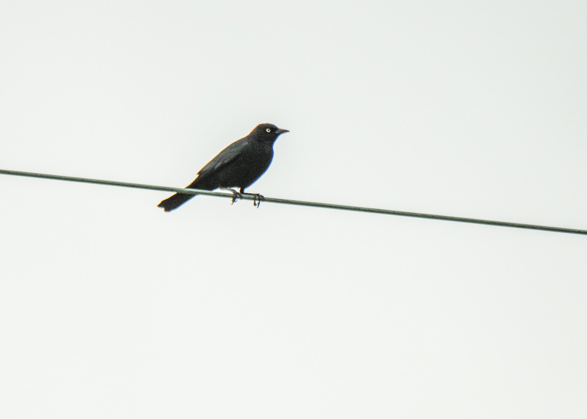 Brewer's Blackbird - Ernest Rowley