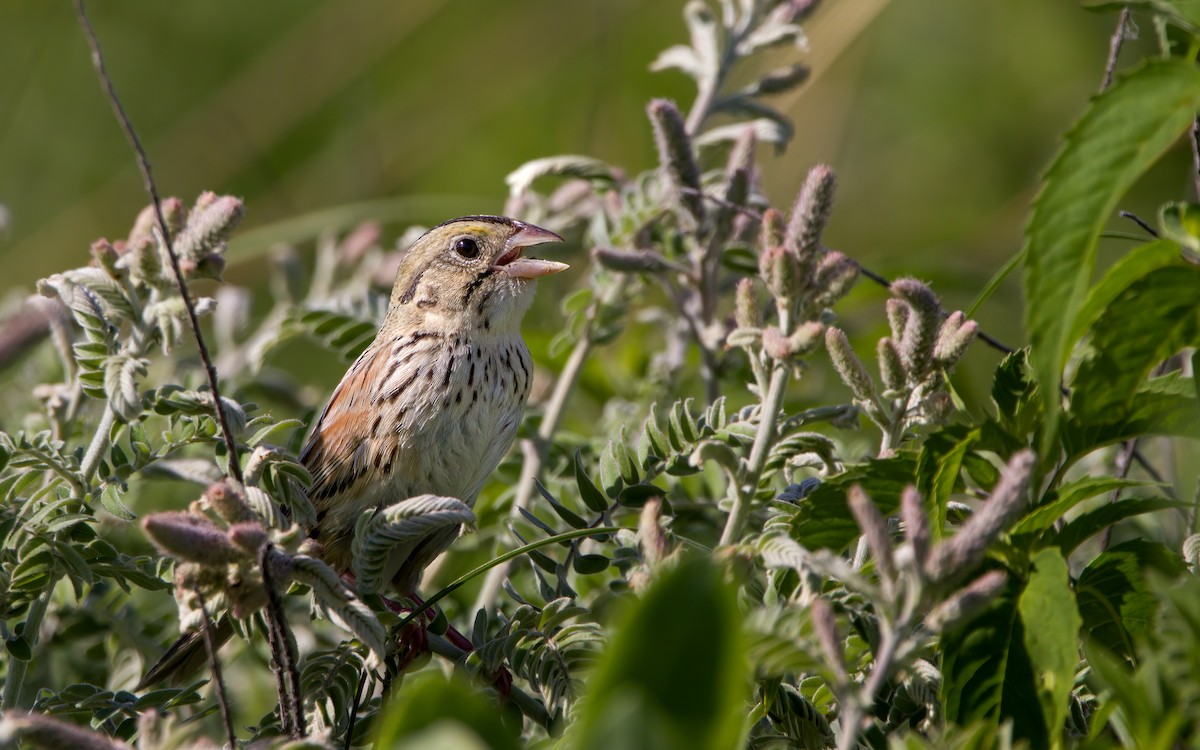 Henslow's Sparrow - Arthur Mercado