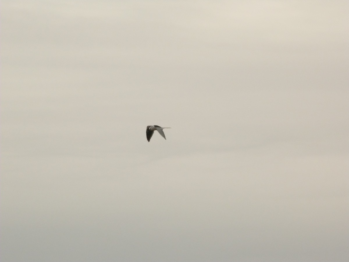 White-tailed Kite - ML461784221