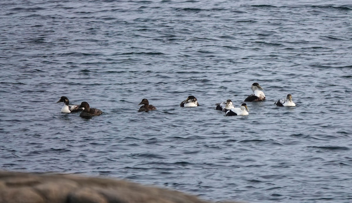 Common Eider - ML461784521