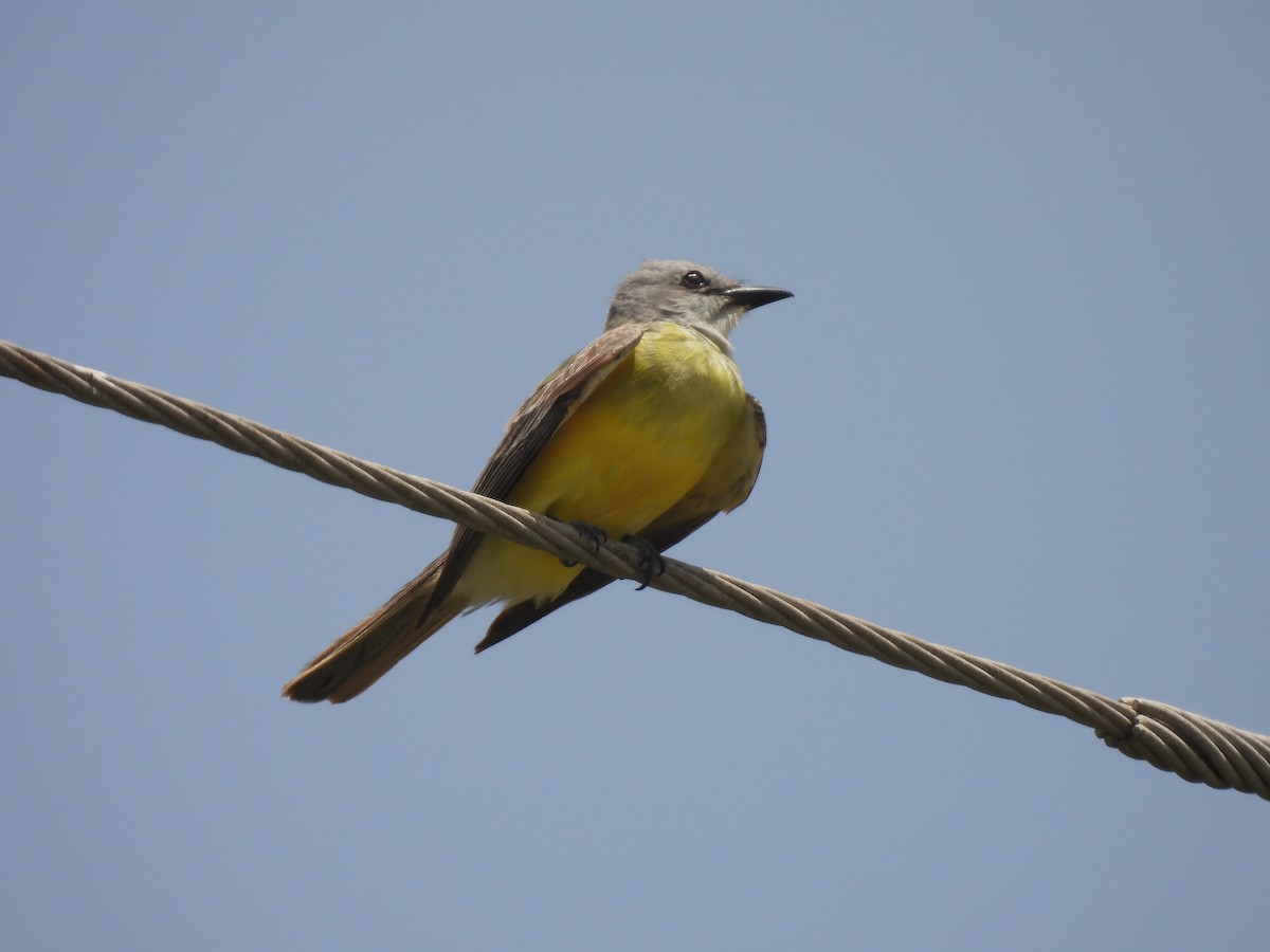 Couch's Kingbird - ML461784831