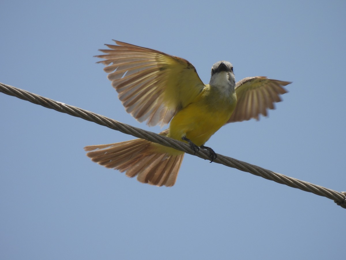 Couch's Kingbird - ML461784901