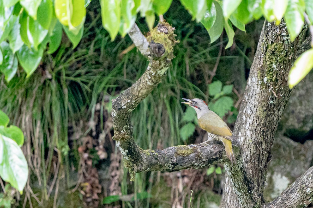 Japanese Woodpecker - ML461785091