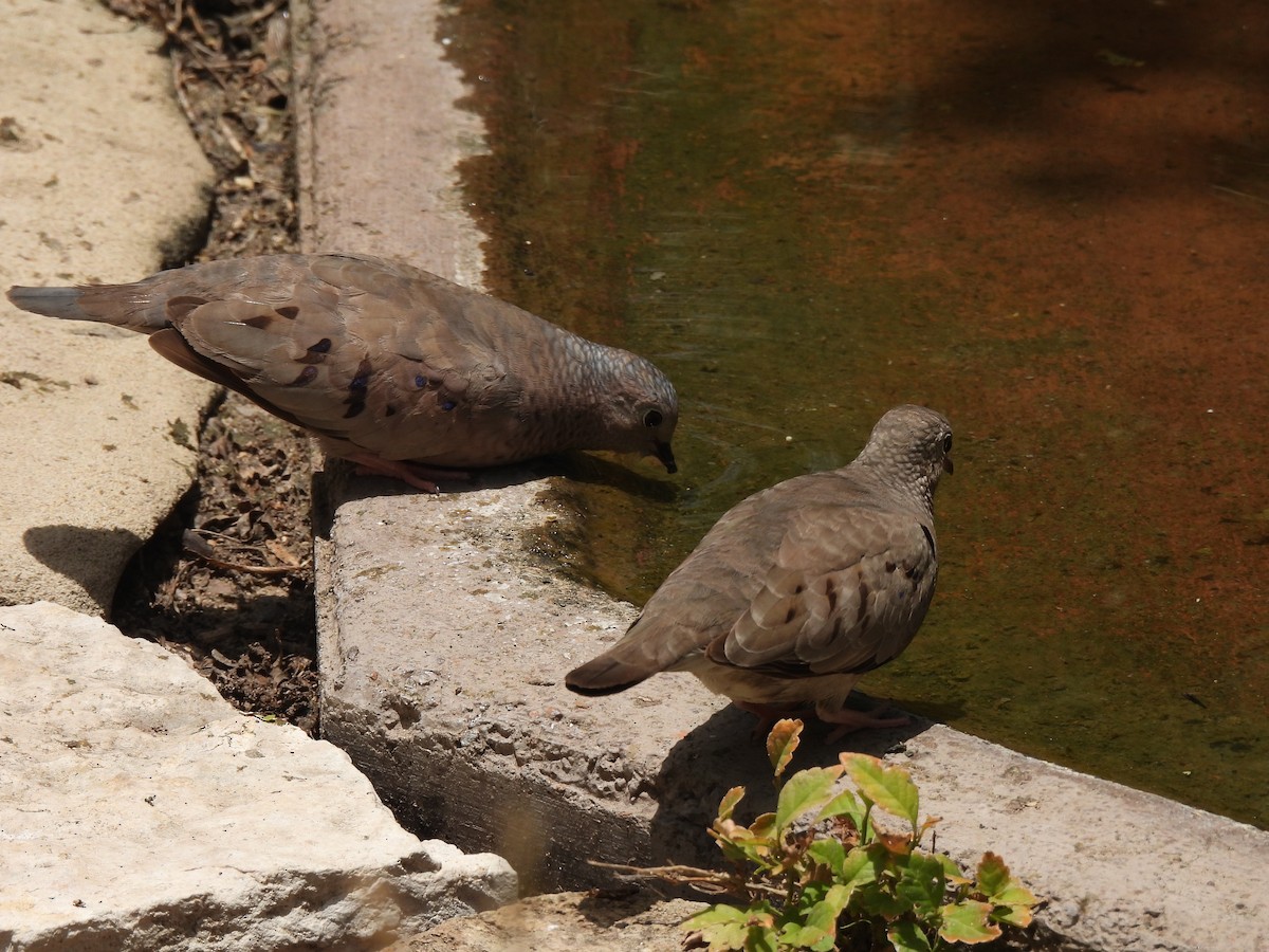 Common Ground Dove - ML461786141