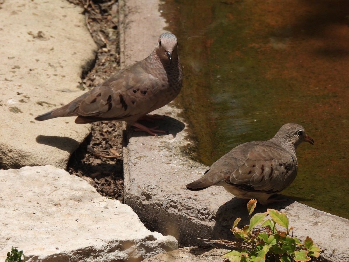 Common Ground Dove - ML461786171