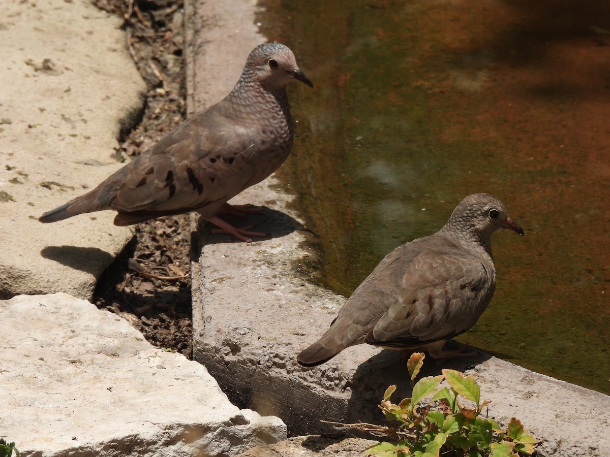 Common Ground Dove - ML461786191