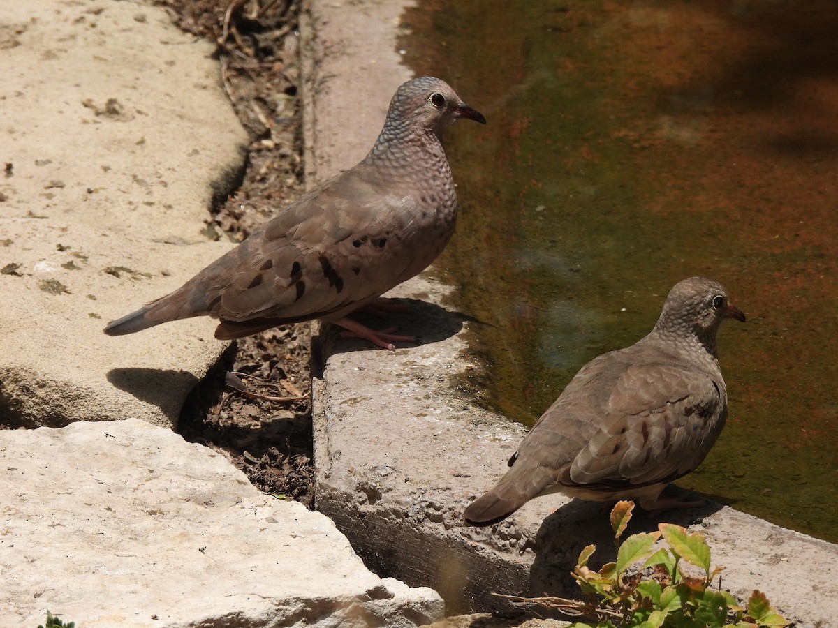 Common Ground Dove - ML461786221