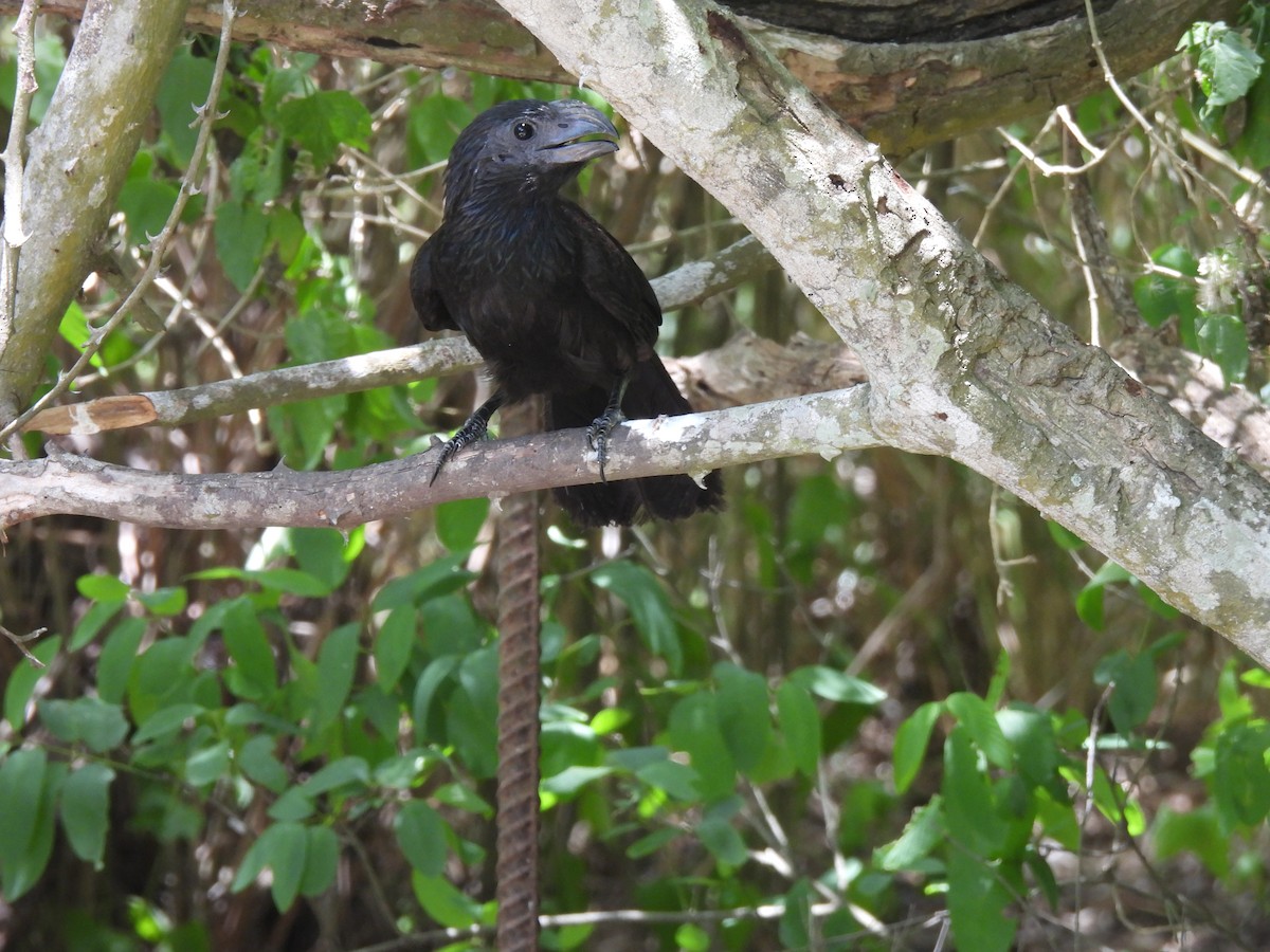 Groove-billed Ani - ML461786311