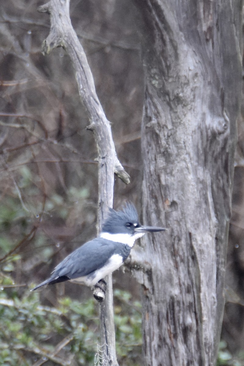 Belted Kingfisher - ML46178651