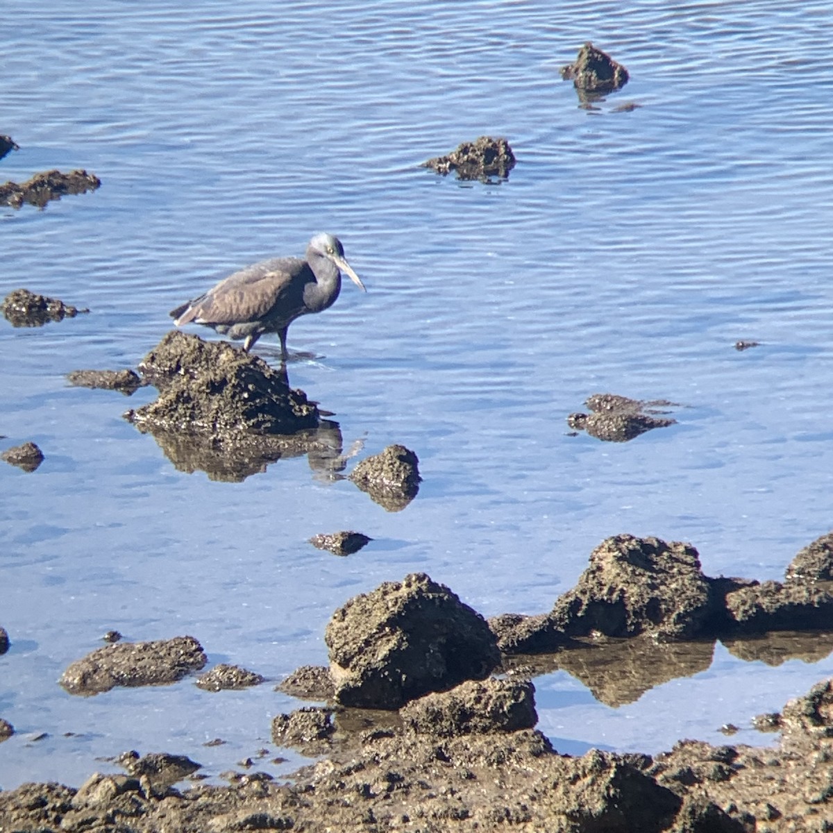 Pacific Reef-Heron - ML461787471