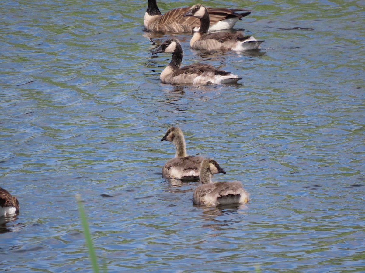 Canada Goose - ML461788331