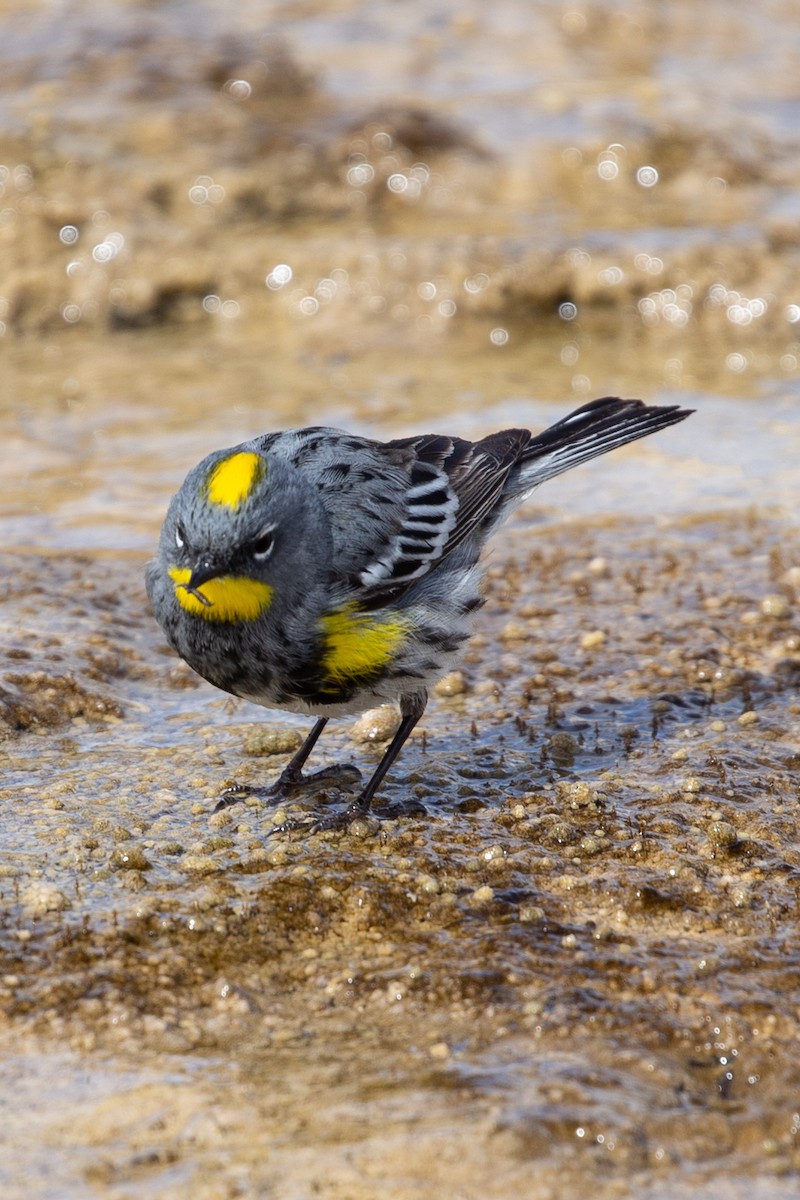 Yellow-rumped Warbler - ML461788631