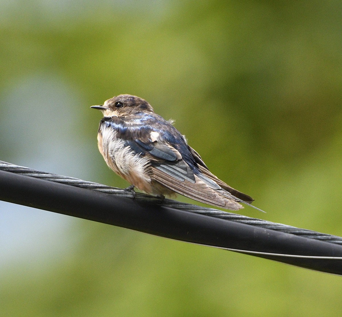 Barn Swallow - P Pariseau