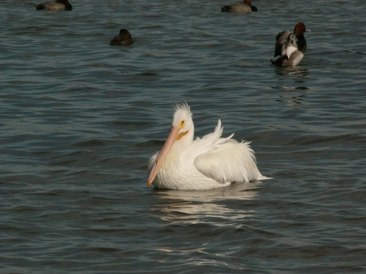 American White Pelican - Tom George