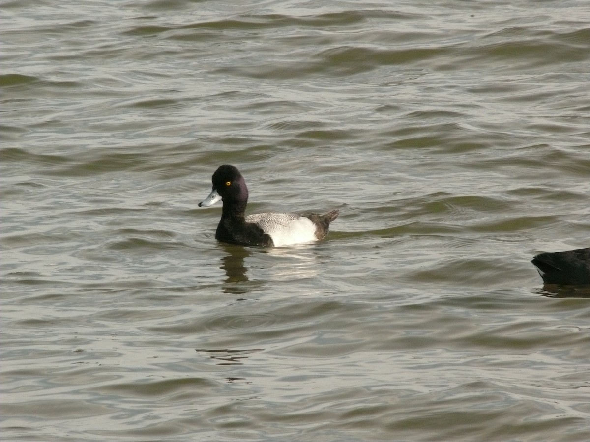 Lesser Scaup - ML461789781