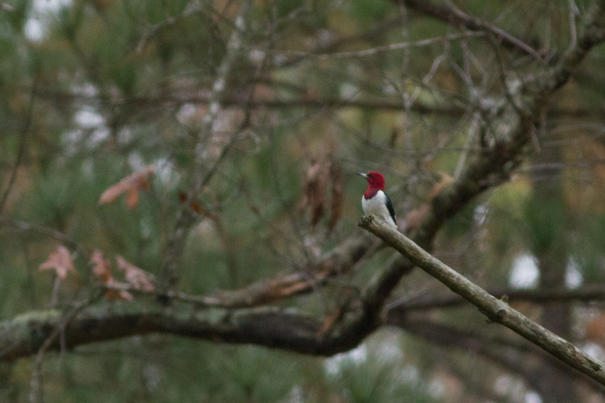 Pic à tête rouge - ML46178991