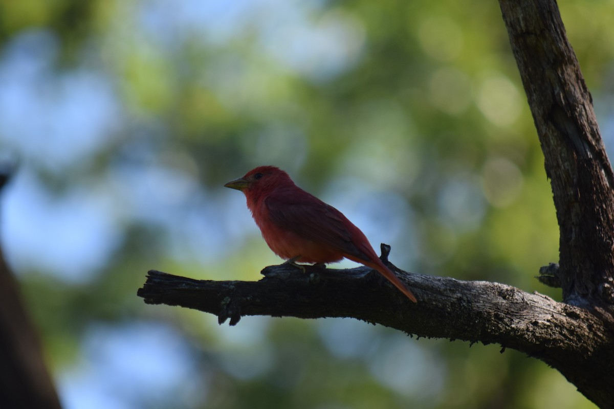 Summer Tanager - Matt Clarke