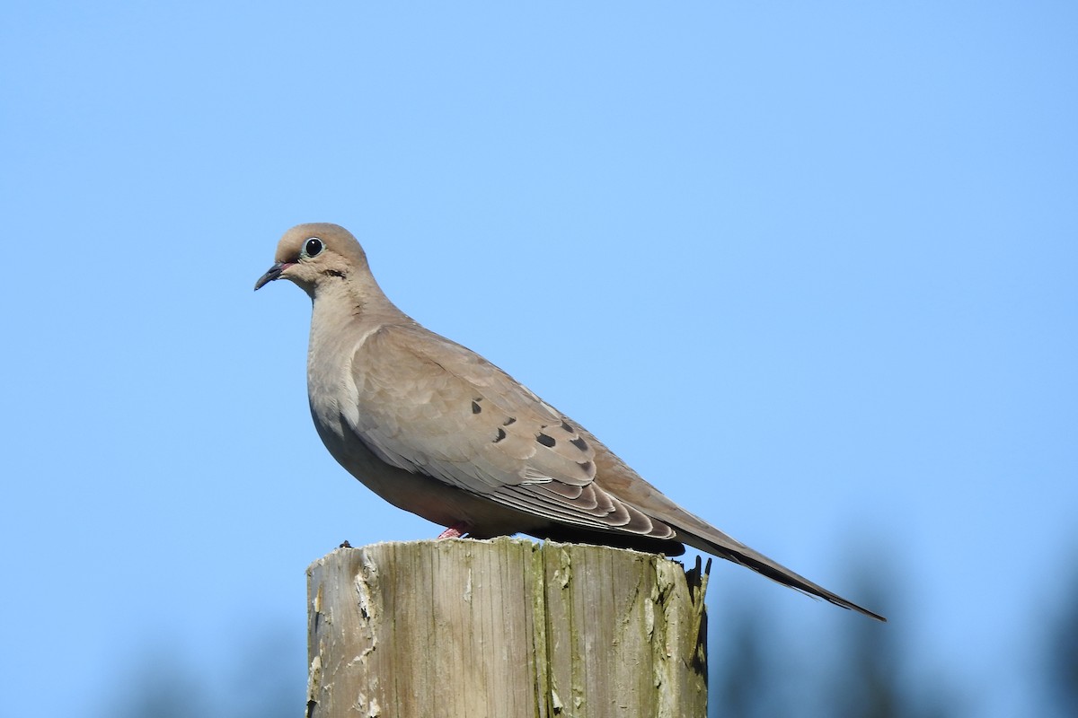 Mourning Dove - ML461791171