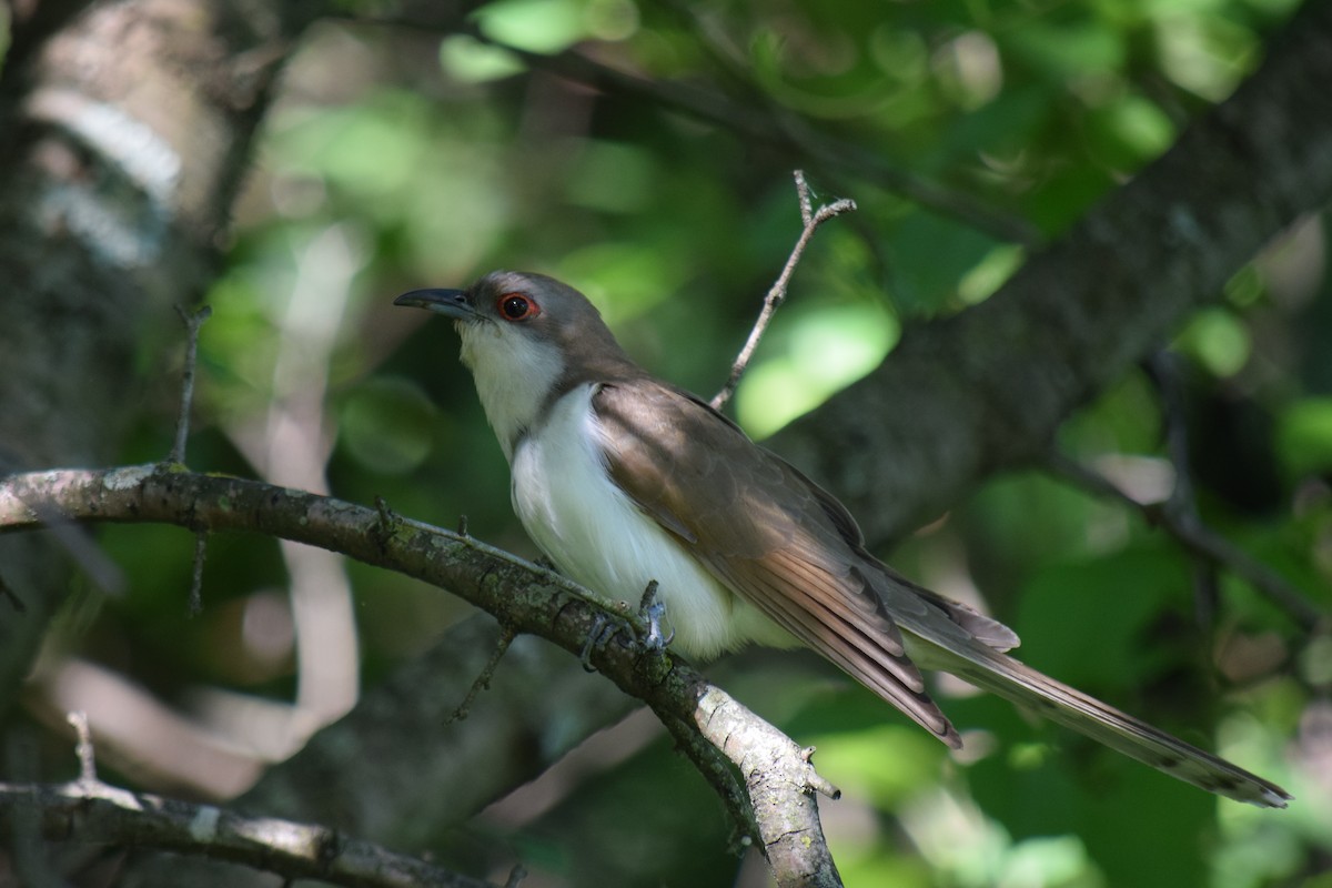 Black-billed Cuckoo - ML461791231