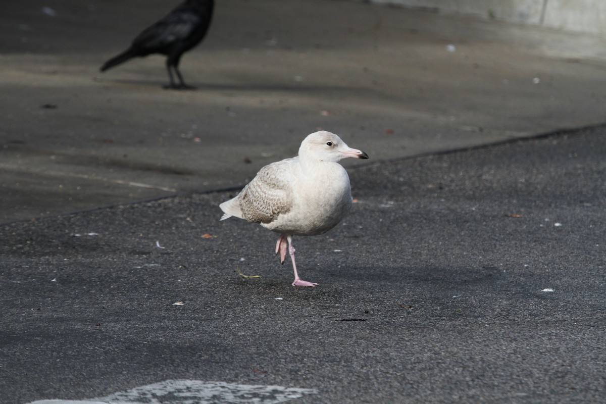 Glaucous Gull - ML46179231