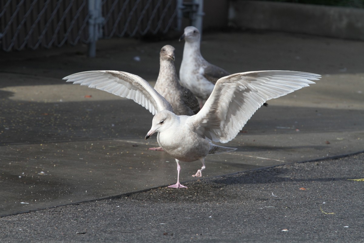 Glaucous Gull - ML46179261