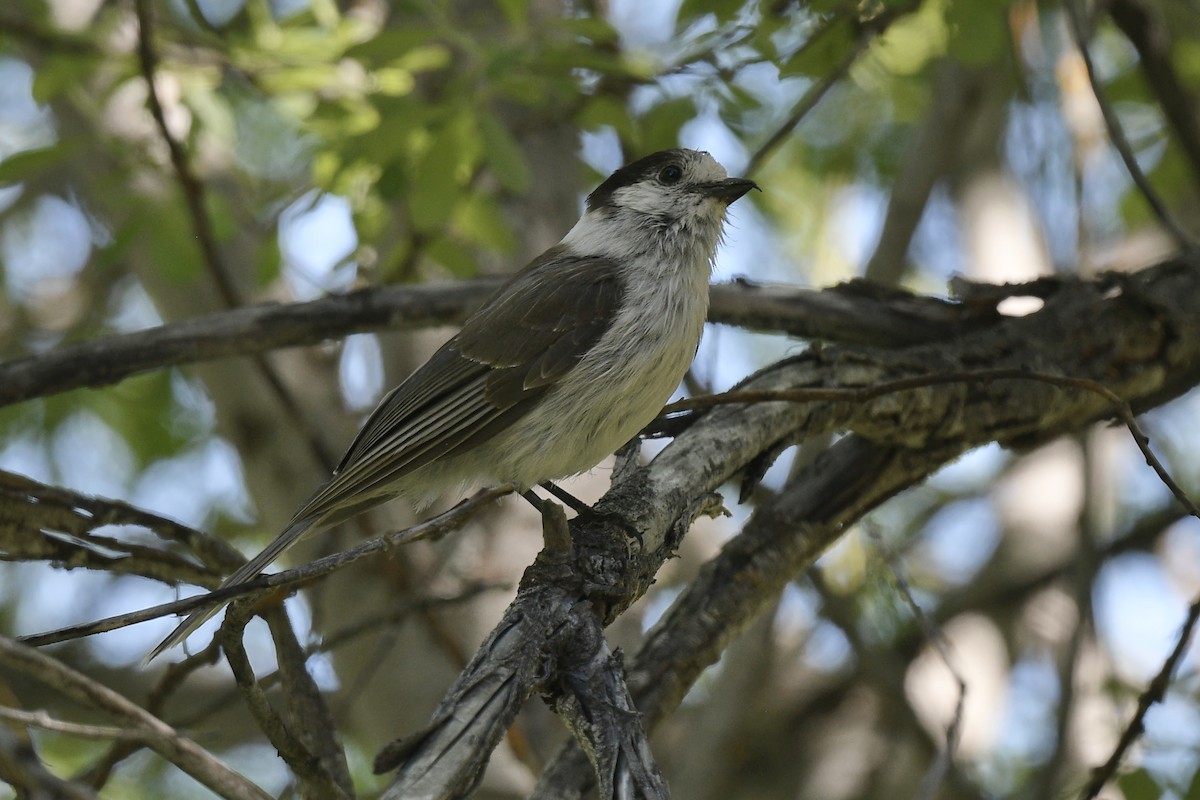 Canada Jay - Ben  Sonnenberg