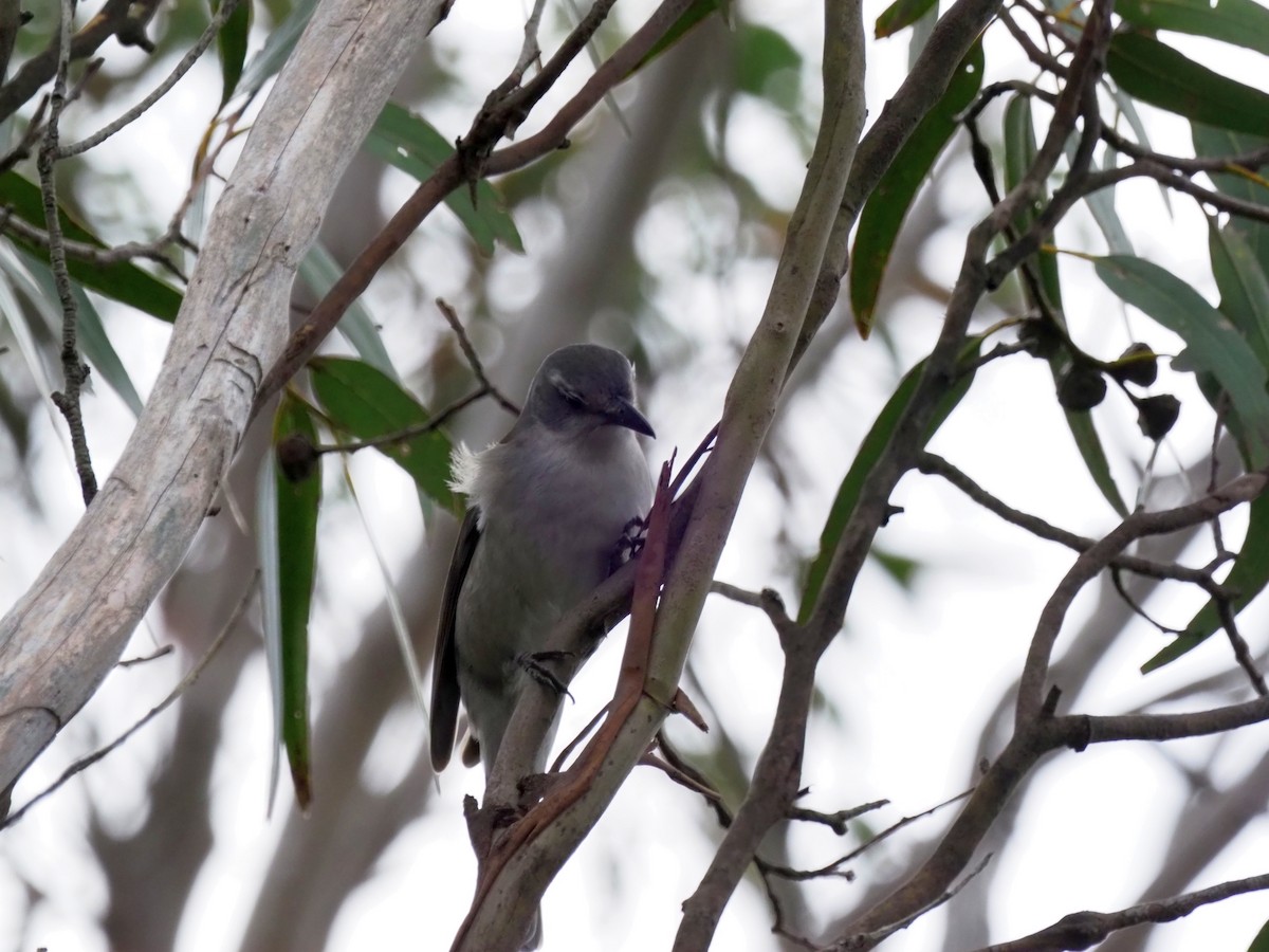 Gray Shrikethrush - ML461793291