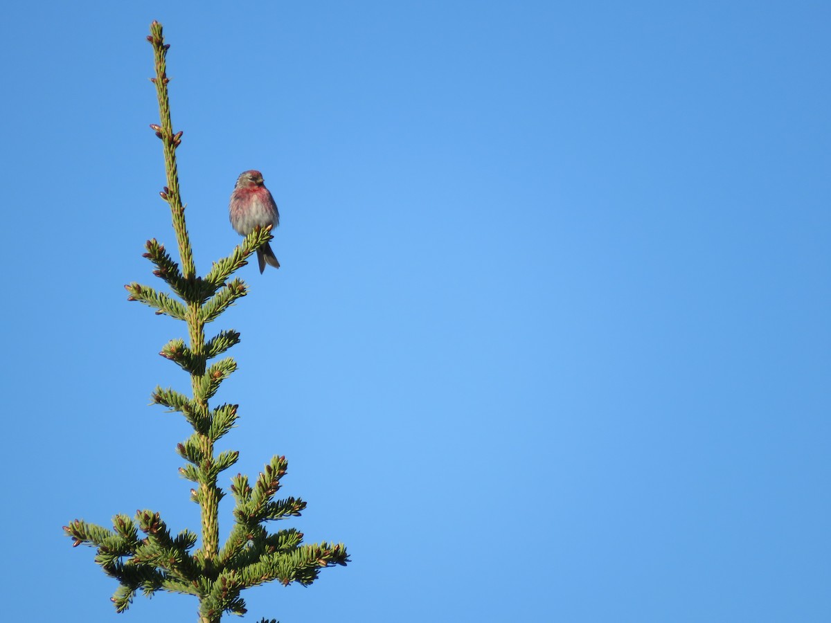 Common Redpoll - ML461793351