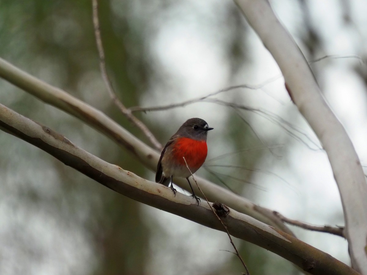 Scarlet Robin - ML461793371