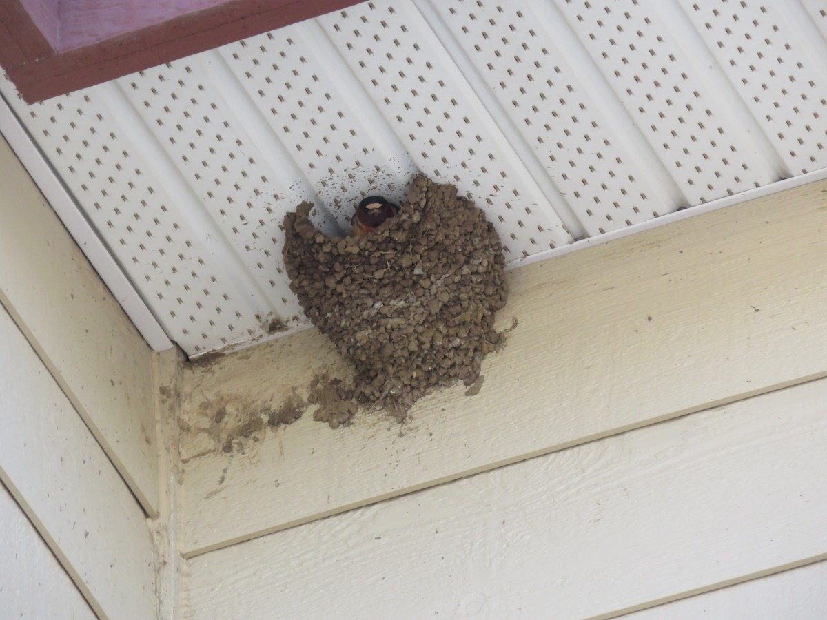 Cliff Swallow - ML461793541