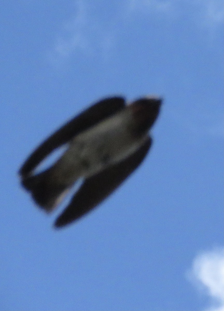 Cliff Swallow - ML461793921