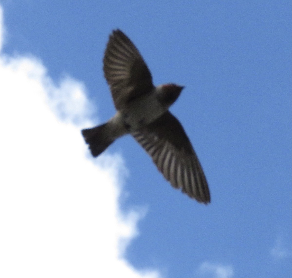Cliff Swallow - ML461793941