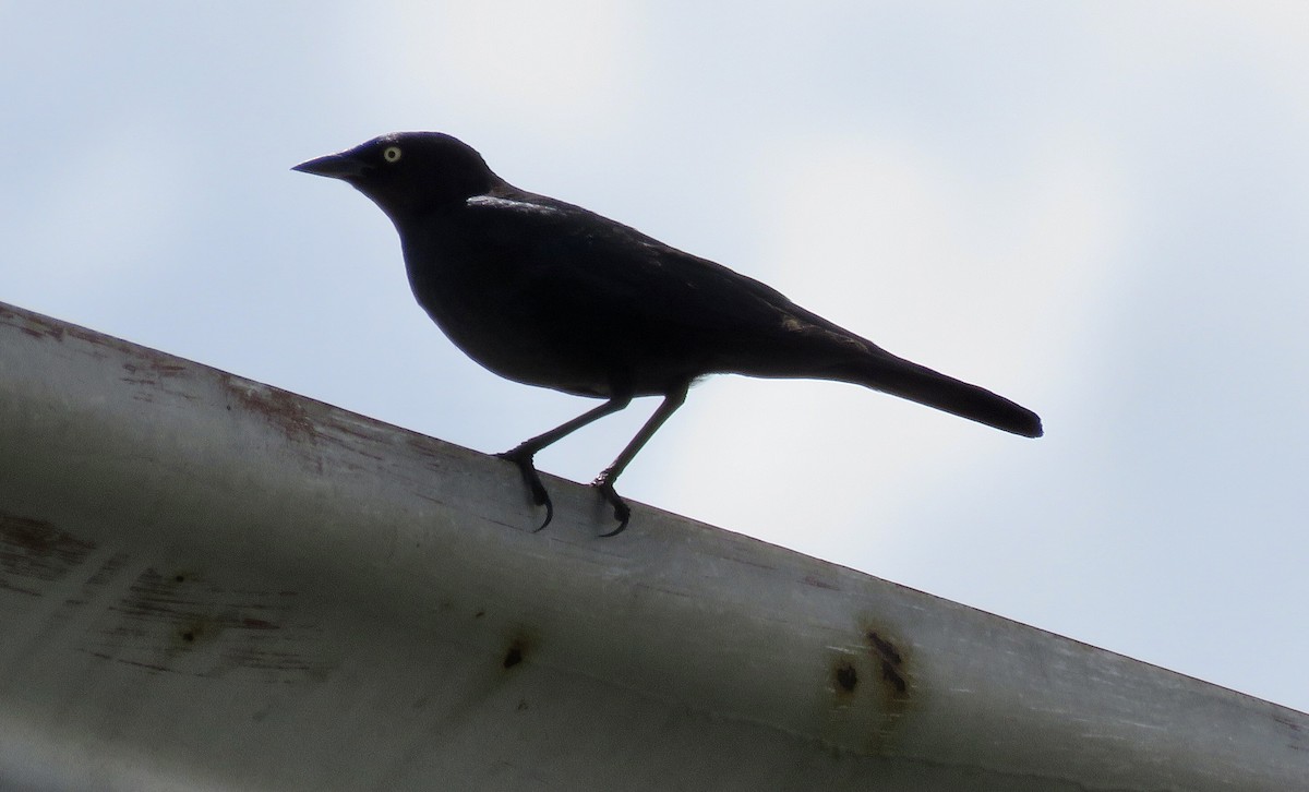Brewer's Blackbird - ML461793981