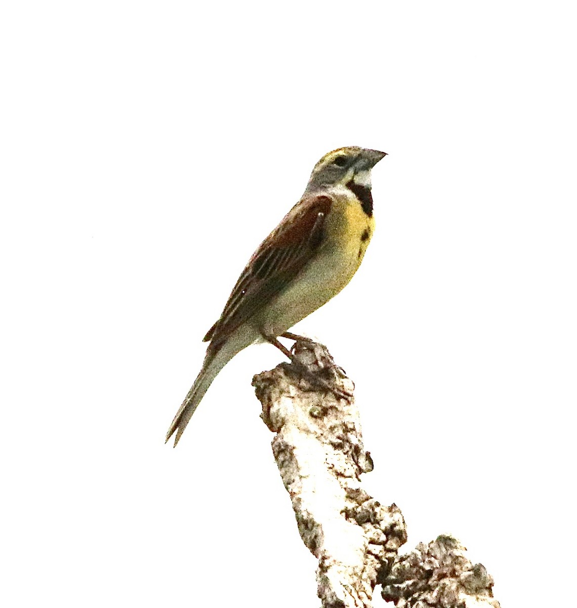 Dickcissel d'Amérique - ML461794681