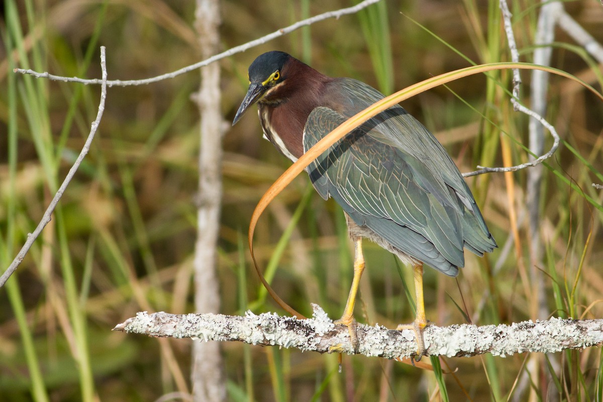 Green Heron - Lucas Bobay