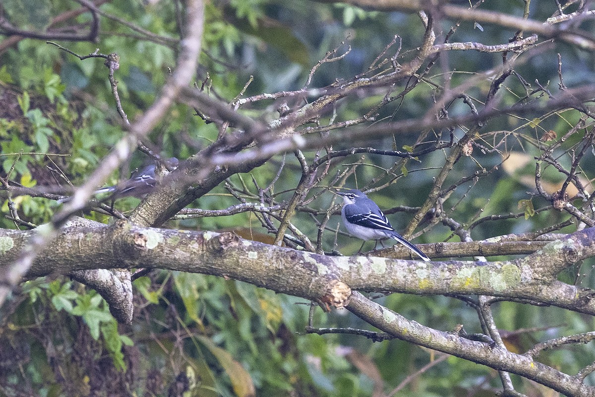 Mountain Wagtail - Niall D Perrins