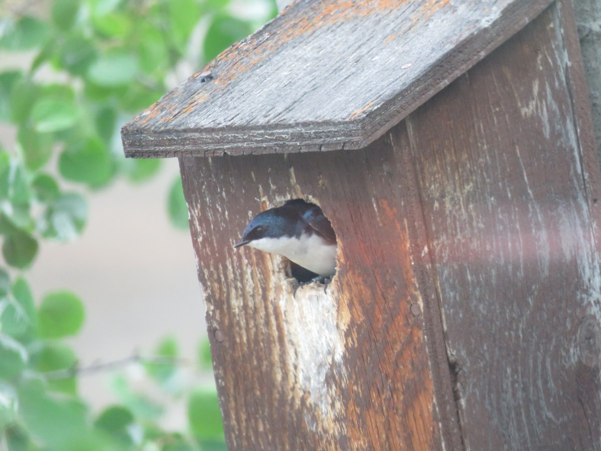 Golondrina Bicolor - ML461797841