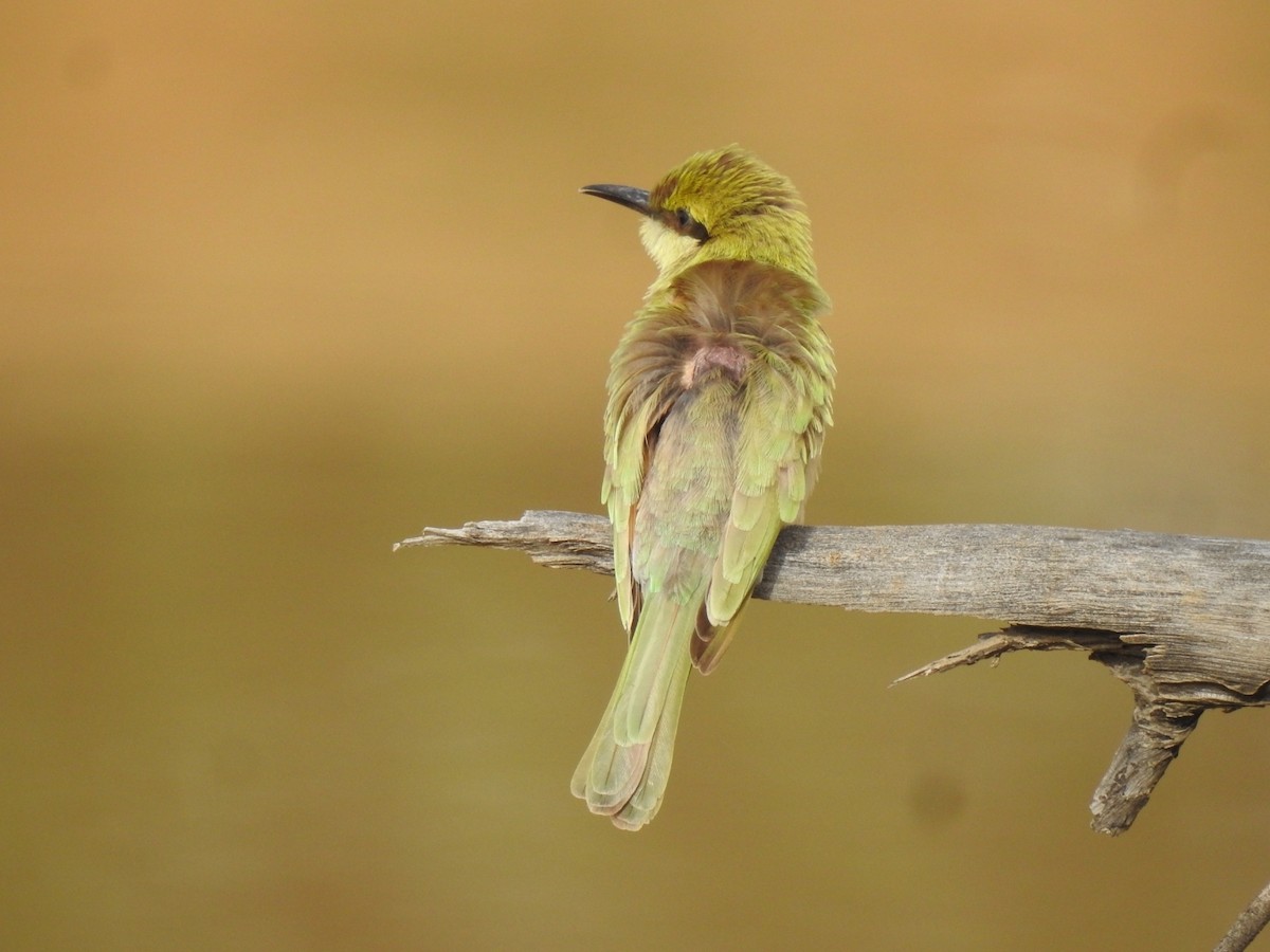Asian Green Bee-eater - ML461797851
