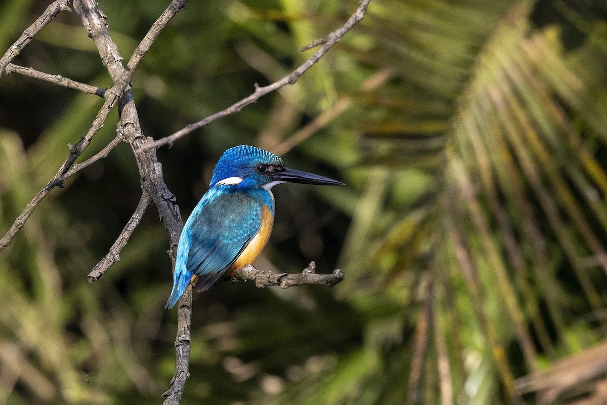 Half-collared Kingfisher - Niall D Perrins